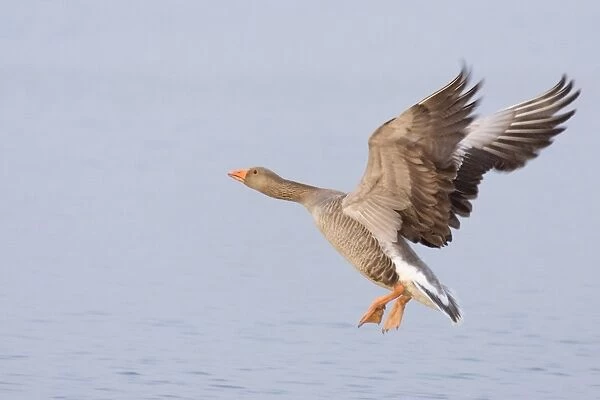 Greylag Goose - Taking flight Hickling Broad Norfolk UK