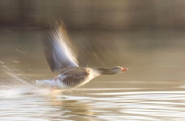 Greylag Goose - Taking flight Hickling Broad Norfolk UK