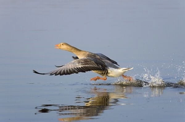 Greylag Goose Taking flight Hickling Broad Norfolk UK