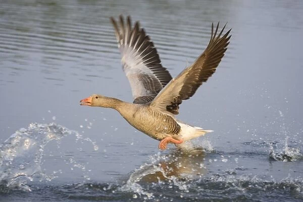 Greylag Goose Taking flight Hickling Broad Norfolk UK