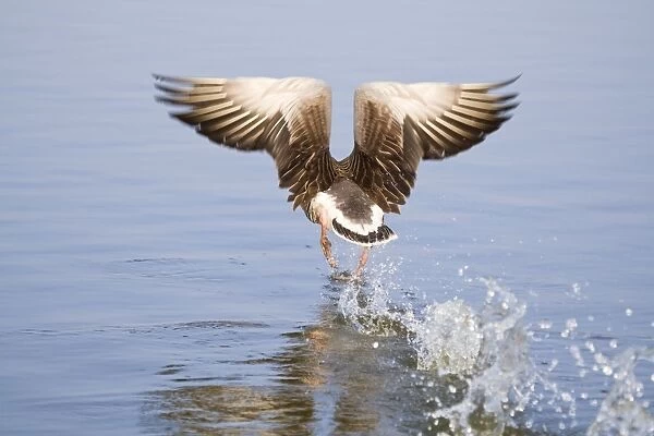 Greylag Goose - taking flight - Hickling Broad - Norfolk - England