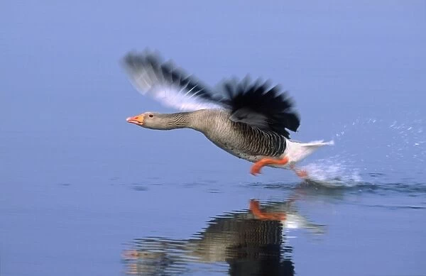 Greylag Goose Taking Flight Hickling Broad Norfolk UK
