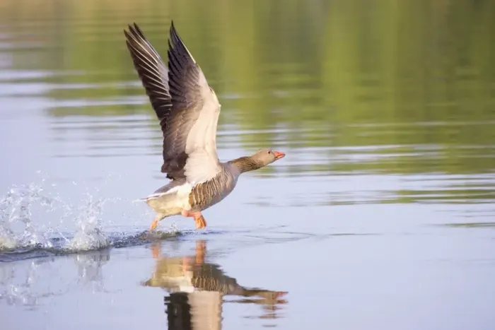 Framed Print : Greylag Goose - taking flight - Hickling Broad Norfolk England Framed Print : Greylag Goose - taking flight - Hickling Broad Norfolk England