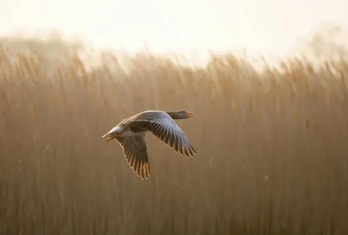 Framed Print : Greylag Goose - Taking flight Hickling Broad Norfolk UK Framed Print : Greylag Goose - Taking flight Hickling Broad Norfolk UK