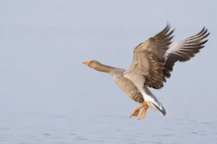 Framed Print : Greylag Goose - Taking flight Hickling Broad Norfolk UK Framed Print : Greylag Goose - Taking flight Hickling Broad Norfolk UK