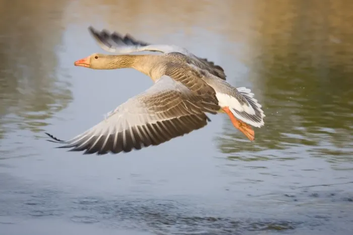 Framed Print : Greylag Goose Taking flight Hickling Broad Norfolk UK Framed Print : Greylag Goose Taking flight Hickling Broad Norfolk UK