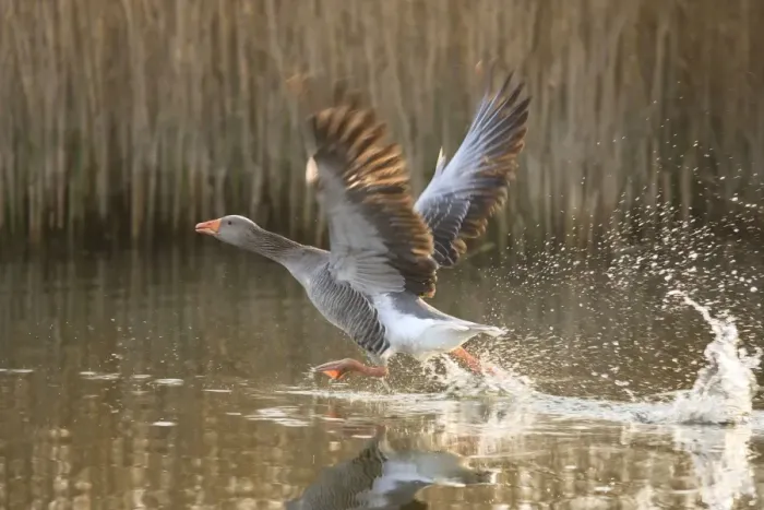 Framed Print : Greylag Goose Taking flight Hickling Broad Norfolk UK Framed Print : Greylag Goose Taking flight Hickling Broad Norfolk UK