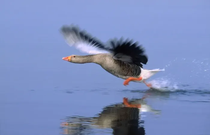Framed Print : Greylag Goose Taking Flight Hickling Broad Norfolk UK Framed Print : Greylag Goose Taking Flight Hickling Broad Norfolk UK