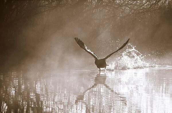 Greylag Goose Taking flight on misty morning Hickling Broad Norfolk UK