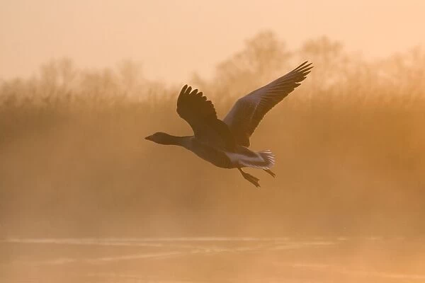 Greylag Goose Taking flight in misty sunrise Hickling Broad Norfolk UK