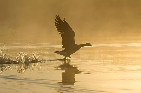 Greylag Goose - taking flight in misty sunrise