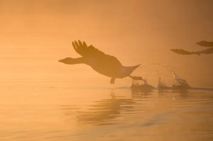 Framed Print : Greylag Goose - Taking Flight in Misty Sunrise - Hickling Broad Norfolk UK Framed Print : Greylag Goose - Taking Flight in Misty Sunrise - Hickling Broad Norfolk UK