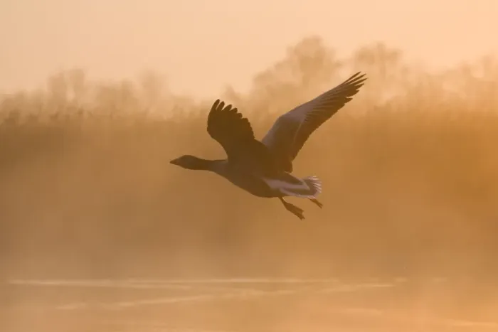 Framed Print : Greylag Goose Taking flight in misty sunrise Hickling Broad Norfolk UK Framed Print : Greylag Goose Taking flight in misty sunrise Hickling Broad Norfolk UK