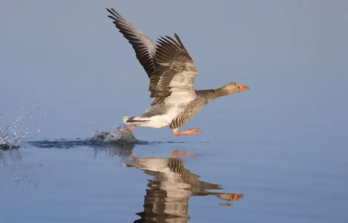Framed Print : Greylag Goose Taking Flight Norfolk Broads UK Framed Print : Greylag Goose Taking Flight Norfolk Broads UK