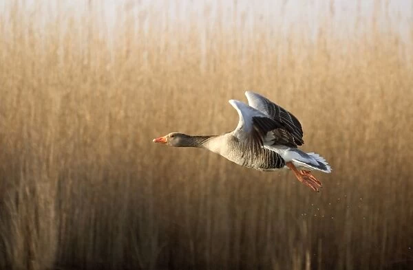 Greylag Goose Taking flight Norfolk UK