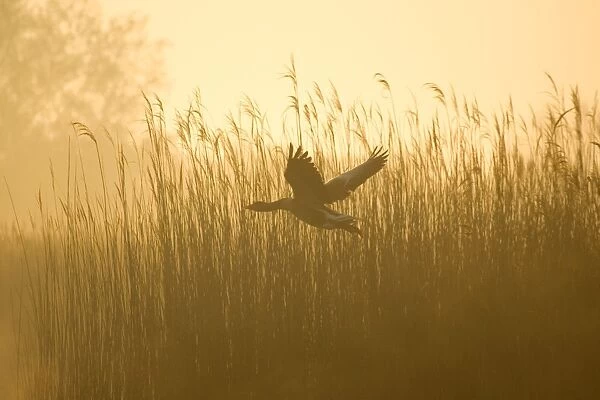 Greylag Goose - Taking flight from reedbeds on Hickling Broad at sunrise Norfolk UK