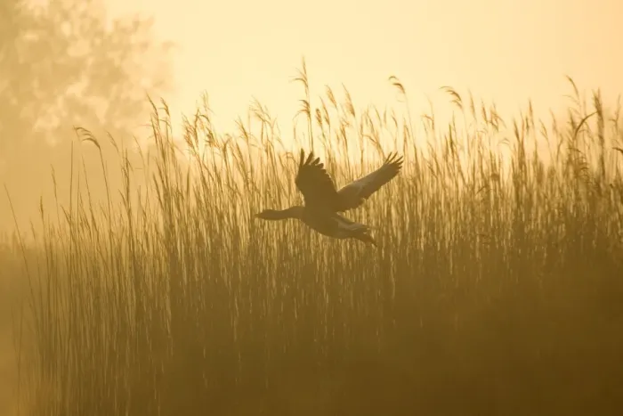 Framed Print : Greylag Goose - Taking flight from reedbeds on Hickling Broad at sunrise Norfolk UK Framed Print : Greylag Goose - Taking flight from reedbeds on Hickling Broad at sunrise Norfolk UK