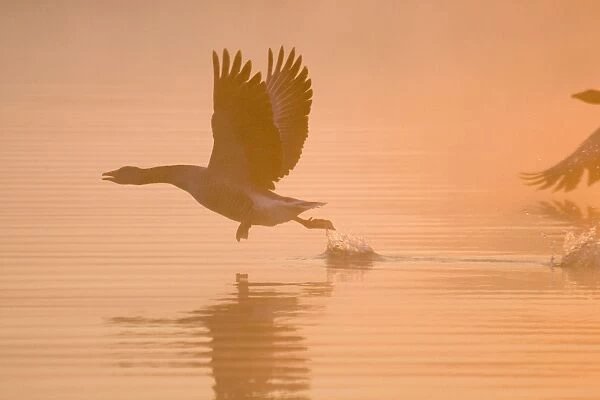 Greylag Goose Taking flight at sunrise Hickling Broad Norfolk UK