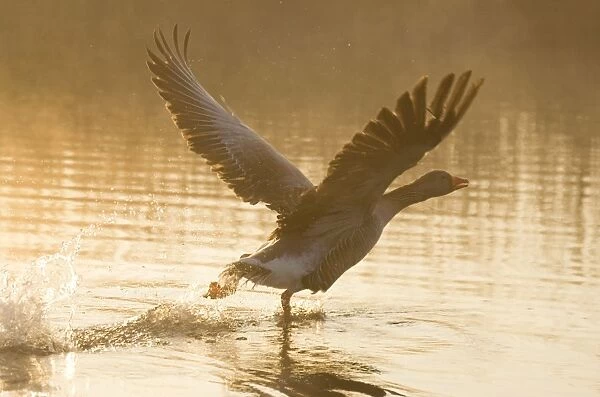Greylag Goose Taking flight at sunrise Hickling Broad Norfolk UK