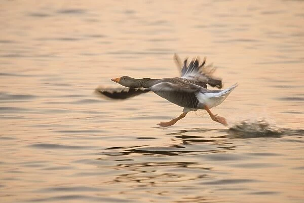 Greylag Goose - taking flight at sunrise Hickling Broad Norfolk UK