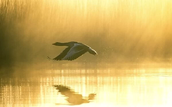 Greylag Goose Taking Flight at Sunrise Hickling Broad Norfolk UK