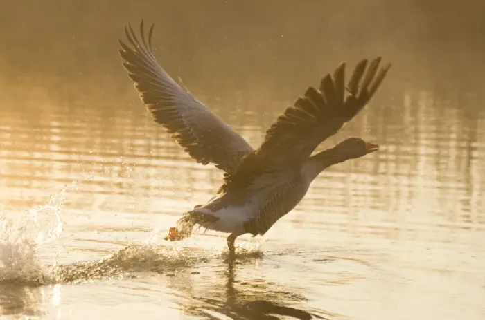 Framed Print : Greylag Goose Taking flight at sunrise Hickling Broad Norfolk UK Framed Print : Greylag Goose Taking flight at sunrise Hickling Broad Norfolk UK