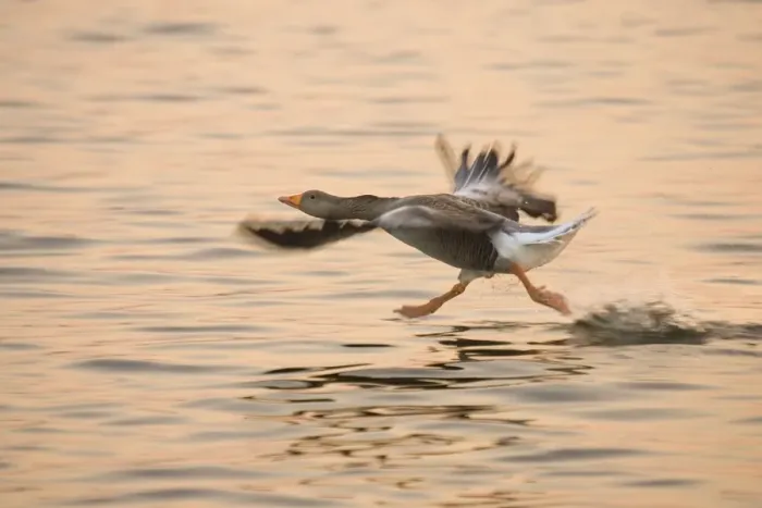 Framed Print : Greylag Goose - taking flight at sunrise Hickling Broad Norfolk UK Framed Print : Greylag Goose - taking flight at sunrise Hickling Broad Norfolk UK