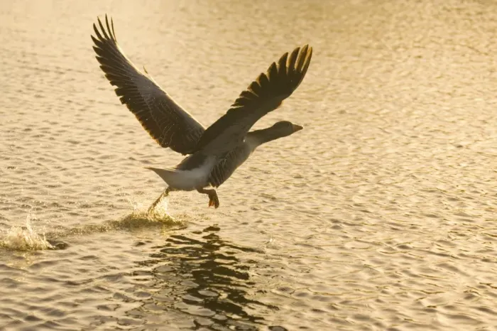 Framed Print : Greylag Goose - Taking flight at sunrise Hickling Broad Norfolk UK Framed Print : Greylag Goose - Taking flight at sunrise Hickling Broad Norfolk UK