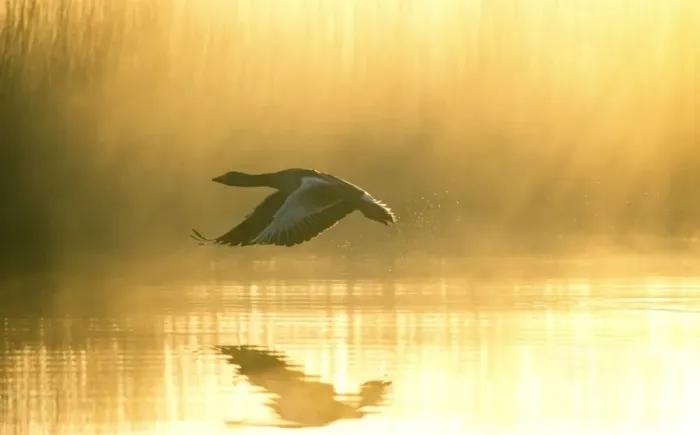 Framed Print : Greylag Goose Taking Flight at Sunrise Hickling Broad Norfolk UK Framed Print : Greylag Goose Taking Flight at Sunrise Hickling Broad Norfolk UK