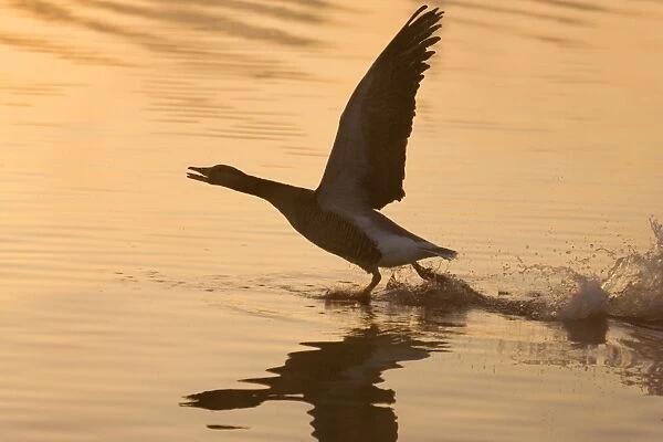Greylag Goose Taking Flight at Sunrise on Norfolk Broads, UK