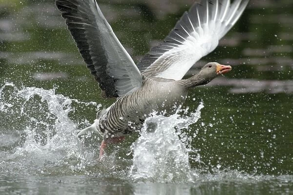 Greylag Goose - taking off from lake - Hessen - Germany