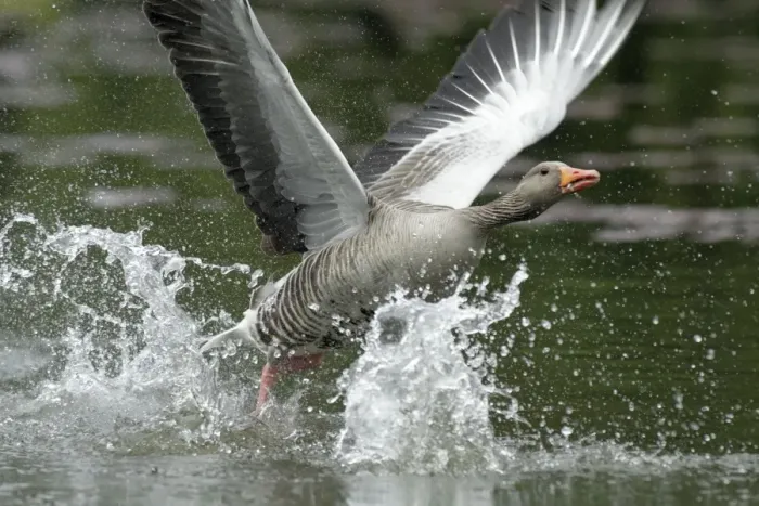 Framed Print : Greylag Goose - taking off from lake - Hessen - Germany Framed Print : Greylag Goose - taking off from lake - Hessen - Germany