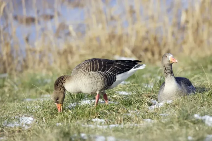 Framed Print : Greylag Goose - two. France Framed Print : Greylag Goose - two. France