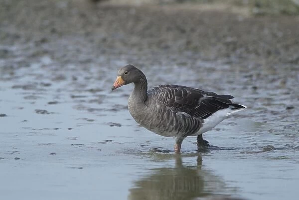 Greylag Goose - wading, Cley Marshes - Norfolk - UK