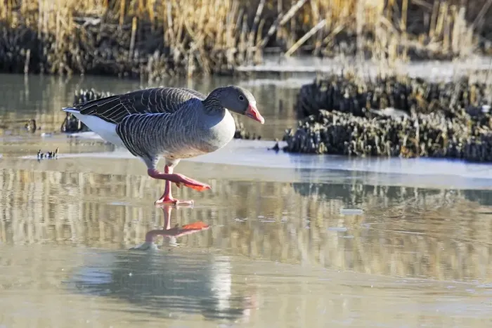 Framed Print : Greylag Goose - walking on frozen pond. Saintes Maries de la Mer - Carmague - France Framed Print : Greylag Goose - walking on frozen pond. Saintes Maries de la Mer - Carmague - France