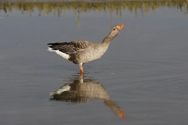Greylag Goose - in water. Marquentaire - Bay of Somme - France