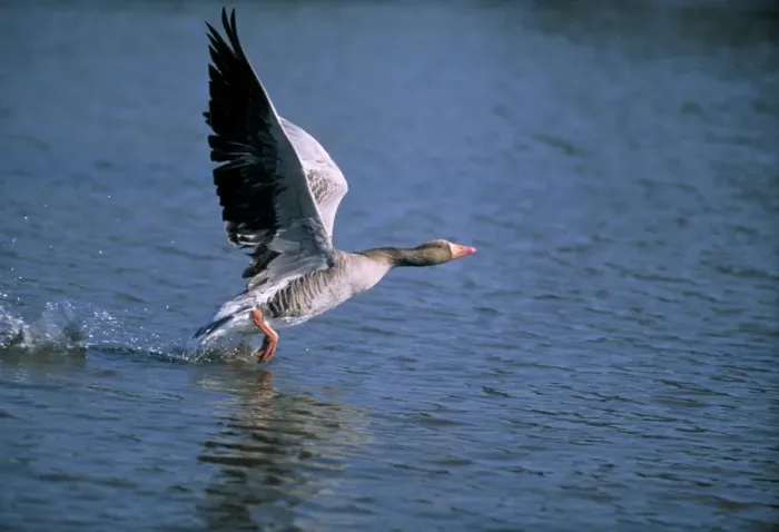 Framed Print : Greylay Goose - taking off Framed Print : Greylay Goose - taking off