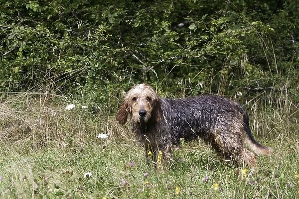Griffon Nivernais - hunting wildboar. France Alsoknow as Chien de Pays