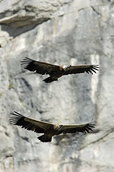 Griffon Vulture - 2 birds in flight, Grazalema National Park, Andalucia, Spain