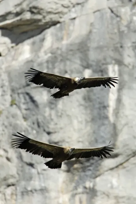 Framed Print : Griffon Vulture - 2 birds in flight, Grazalema National Park, Andalucia, Spain Framed Print : Griffon Vulture - 2 birds in flight, Grazalema National Park, Andalucia, Spain