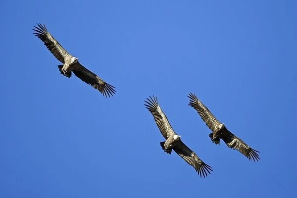 Griffon Vulture - 3 birds in flight, Grazalema National Park, Andalucia, Spain