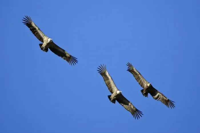Framed Print : Griffon Vulture - 3 birds in flight, Grazalema National Park, Andalucia, Spain Framed Print : Griffon Vulture - 3 birds in flight, Grazalema National Park, Andalucia, Spain