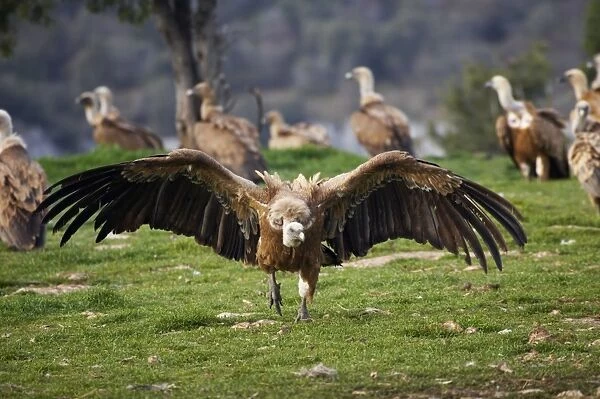 Griffon Vulture - Approaching carcass Gyps fulvus WWF Reserve - Refugio de Rapaces Segovia, Spain BI009009