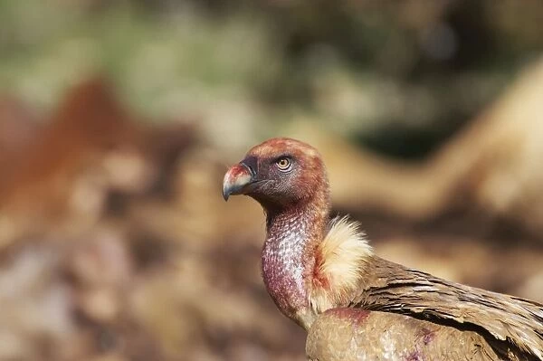 Griffon Vulture - Blood covered head Gyps fulvus Segovia, Spain BI009044