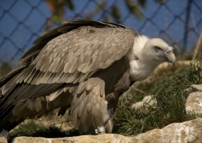 Framed Print : Griffon Vulture. In captivity