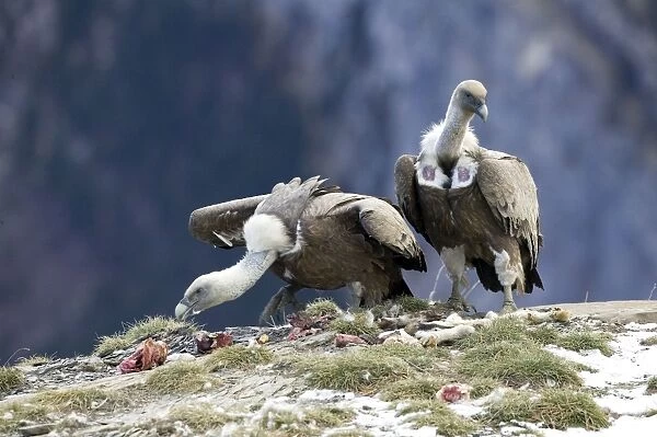 Griffon Vulture -feeding on offal on cliff ledge, November, Pyrenees, Spain