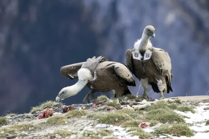 Framed Print : Griffon Vulture -feeding on offal on cliff ledge, November, Pyrenees, Spain Framed Print : Griffon Vulture -feeding on offal on cliff ledge, November, Pyrenees, Spain