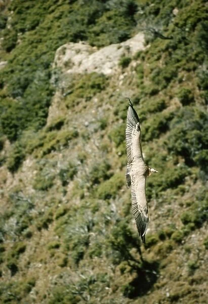 Griffon Vulture FG 1397 In flight, view from above Gyps fulvus © Francois Gohier  /  ARDEA LONDON
