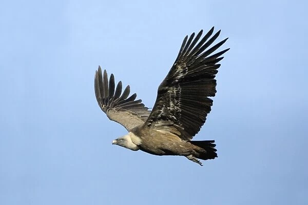 Griffon Vulture - in flight, Grazalema National Park, Andalucia, Spain