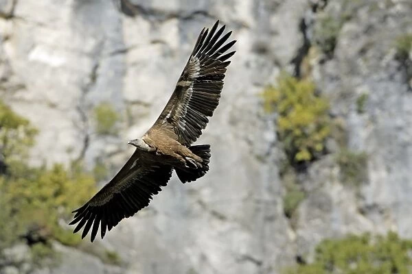 Griffon Vulture - in flight, Grazalema National Park, Andalucia, Spain